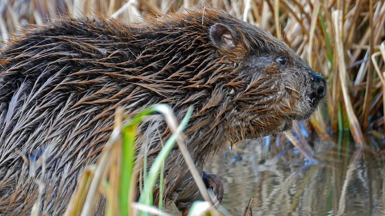Beaver, Gillingham, Dorset, England, UK